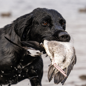 Ace's Retriever's Advanced Training